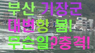 부산 기장군 대변항 봄 !무슨일?충격![부산 기장군 대변항 봄 충격 당신의 사월 선택 여행 멸치 무슨일이야]