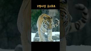 (4K) 오늘의 맹수사 (2025.01.31) 요약.. 설원의 황제 로스토프 #shorts #shortvideo