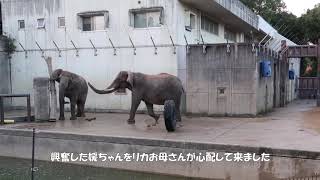 タイヤ立てに集中する媛ちゃんを邪魔する砥愛ちゃん　とべ動物園　アフリカゾウ