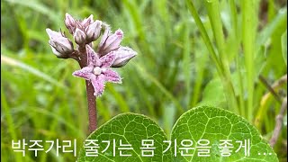 박주가리 나마등(蘿藦藤)  효능