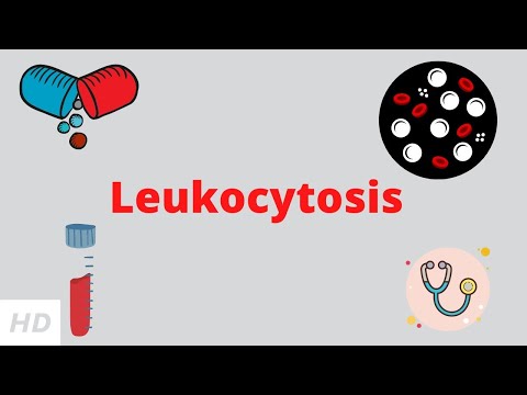 What system contains a high number of white blood cells?