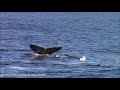 10.12.20 lunge feeding humpback whales u0026 risso s dolphin