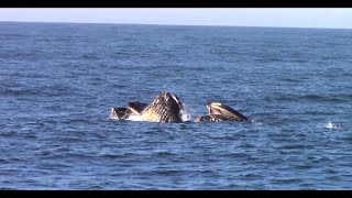 10.12.20 Lunge feeding Humpback Whales \u0026 Risso's Dolphin