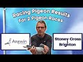 Racing Pigeon Results from Angwin Family Pigeons + Update on the Pigeon Race & the Racing Pigeons!