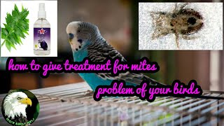 How to give treatment mites problem for birds |tamil|