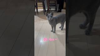 ぐりの鳴き声　#Shorts #ロシアンブルー　#ねこ　#ねこ動画　#cat #猫　#russianblue