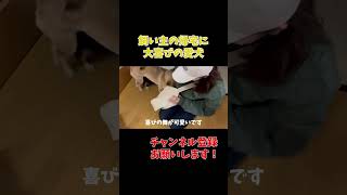 【ショート】飼い主の帰宅にとても喜んでくれる愛犬が可愛すぎる（飼い主嬉しい）#柴犬 #チワックス＃ショート＃飼い主帰宅＃大喜び