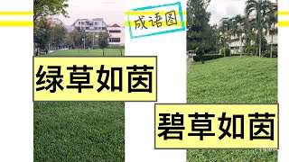 看图学成语绿草如茵｜成语图｜小学成语HBL