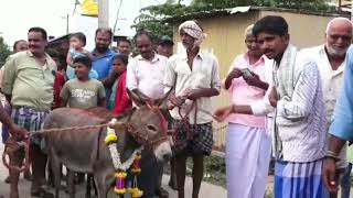 ಮದಕರಿಪುರ ಗ್ರಾಮದಲ್ಲಿ ಮಳೆಗಾಗಿ ಪ್ರಾರ್ಥಿಸಿ ಕತ್ತೆಗಳ ಮದುವೆ