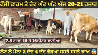 7-8 ਜਰਸੀ ਵੈੜਆ ਬਿਲਕੁਲ ਜਾਇਜ ਰੇਟ। jarsey cow for sale/vadiya farm/4-8-23