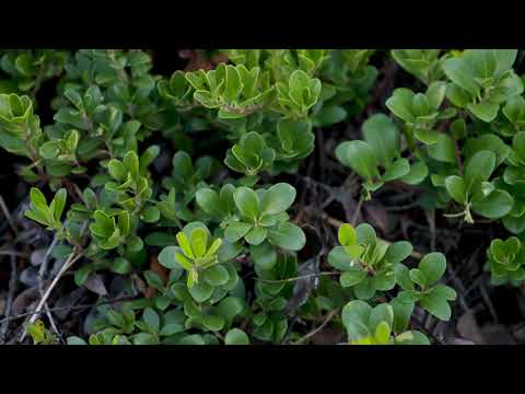 What family is the bearberry in?