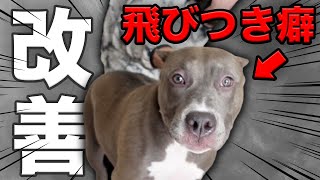 【飛びつき癖】お迎え4ヶ月、子犬(パピー)の問題行動を治していきます！