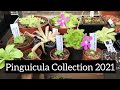 Pinguicula Collection | New and Uncommon Butterworts