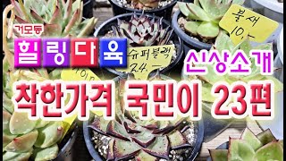 #신비의다육정원- 착한가격국민이 23편+신상소개(거모동 힐링다육 T. 010-3865-2668)