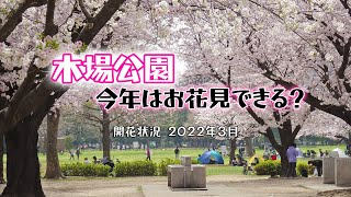 2022年 木場公園の桜が満開！だけど、注意看板あり / 木場・東京（#028）