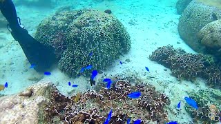 【水中映像】12月の海でスノーケル 青の洞窟は高波のため餌付け体験に変更 アイランド倶楽部