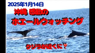 【沖縄の旅】ホエールウォッチング　伊江島沖　沖縄の海に感動