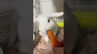 Cute rabbit eating carrots