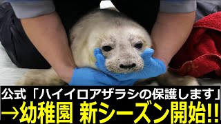 アザラシ幼稚園に白くてもふもふの赤ちゃんが→ハイイロアザラシのシーズン開始へ