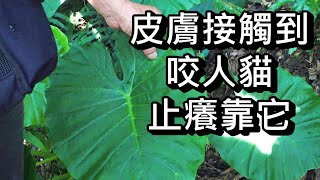 墾丁龍坑生態保護區介紹皮膚碰觸咬人貓如何就地取材止癢精簡短片介紹/旅遊365聯盟隨團錄影