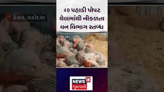 Parrot Rescue: 40 પહાડી પોપટ થેલામાંથી નીકળતા વન વિભાગ સ્તબ્ધ! | Vadodara | Bird | N18S | #shorts