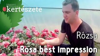 Rosa 'Best Impression' rózsafajta - Rózsa ültetése - Megyeri Szabolcs online Kertészet Szeged