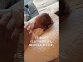 【生後12日】まだ上手くミルクが飲めません。 新生児 あかちゃん baby babyboy newborn あかちゃんのいる生活