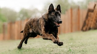 10 FACTS YOU NEED TO KNOW BEFORE BUYING A DUTCH SHEPHERD DOG