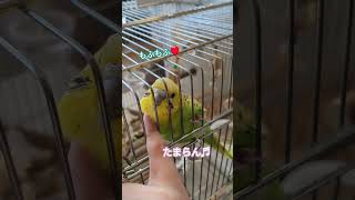 もふもふたまらんセキセイインコ　#budgerigar #インコ