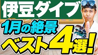 沈船からウミウシまで、１月の伊豆ダイビングで見るべきおすすめスポットと見どころを徹底解説！