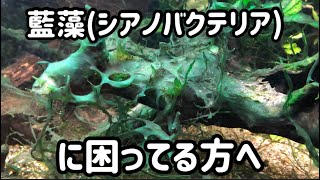 藍藻(シアノバクテリア)退治してもらった！の巻き