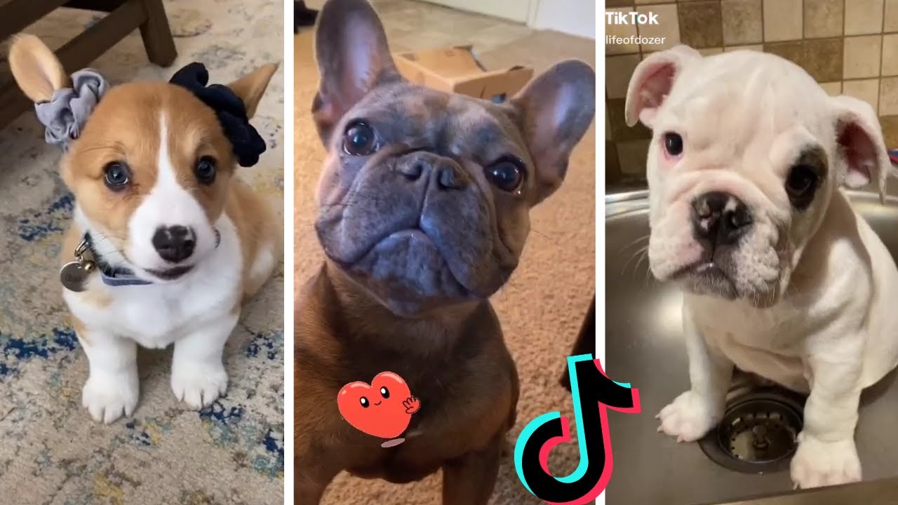 Funny Dogs Of TIKTOK ~ Try Not To Laugh ~ Cutest TIK TOK Puppies ...