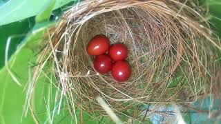 Cetti's Warbler bird eggs