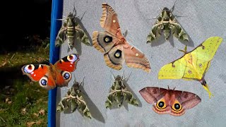 Moths: A Cage Full of MOTHS (My Crazy Hobby)