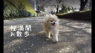 満開の桜の名所の前橋公園を元保護犬のアートとお散歩　#12　2022/04/06