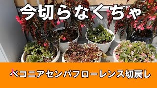 【ガーデニング】ベコニアセンパフローレンスの切戻し