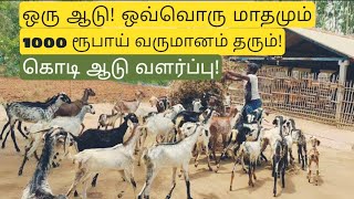 கொடி ஆடு! 10 தாய் ஆடுகள் வைத்து நிறைவான வருமானம் பெறும் விவசாயி!