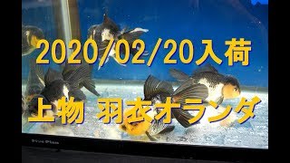 上物羽衣オランダ　2020.02.20入荷　kingyobest.com　-京阪錦鯉センター-