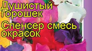 Душистый горошек Спенсер смесь окрасок. Краткий обзор, описание характеристик, где купить семена