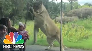 WATCH: Zoo Lion Claws At Glass To Reach Young Boy, Baby | NBC News