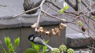 リース型レストラン【ジュウカラのメス、その後オス】 Wreath-shaped restaurant [After female Great Tit leaves, male comes]