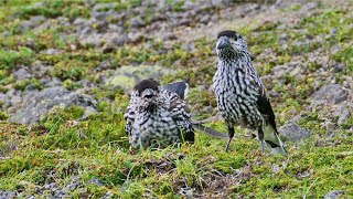 07 26 ホシガラスの幼鳥