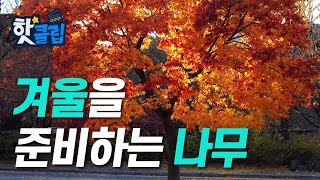 나무가 겨울을 준비하는 방법 [핫클립] / YTN 사이언스