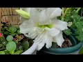 아마릴리스 종류 types of amaryllis 알프레스코 댄싱퀸 아이스퀸 바이올렛 무늬아마릴리스 쇼마스터