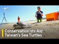 Conservationists Aid Taiwan's Sea Turtles | TaiwanPlus News