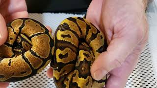 LSR Fire Ball Python UNBOXING