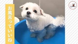 私、ひとりで出来るもん😌 マルチーズのセルフ入浴タイム🛁✨【PECO TV】