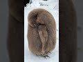 【旭山動物園】すやすや🐧💤キングペンギン巨大ヒナ asahiyama zoo fluffy king penguin chick. shorts