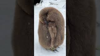 【旭山動物園】すやすや🐧💤キングペンギン巨大ヒナ[Asahiyama Zoo] Fluffy King penguin chick. #Shorts