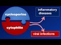 cyclosporine and the risk of infection old version